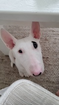 Bull Terrier