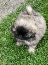 Pekingeser