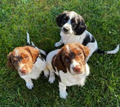 FT springerspaniels