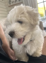 Coton de Tulear - Bomuldshund