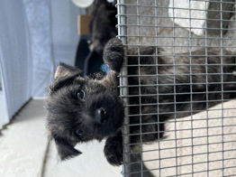 Cairn Terrier