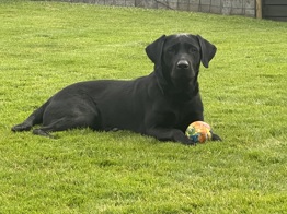 Labrador Retriever