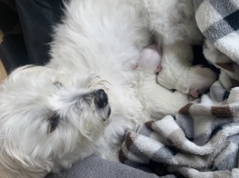 Coton de Tulear - Bomuldshund