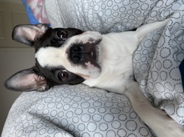 Boston Terrier