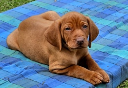 Vizsla