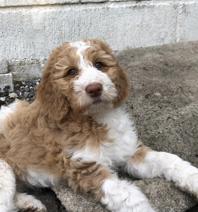 Labradoodle