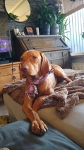 Vizsla