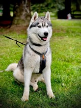 Siberian Husky