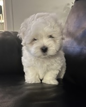 Coton de Tulear - Bomuldshund