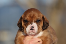 Cavalier King Charles Spaniel