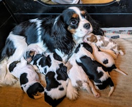 Cavalier King Charles Spaniel