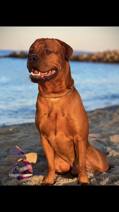 Cane Corso italiano