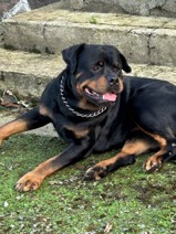 Rottweiler