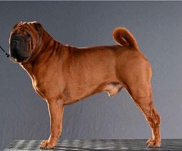 Shar pei