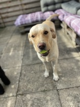 Labrador Retriever