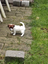 Jack Russell Terrier