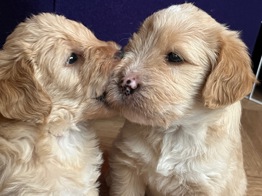 Goldendoodles