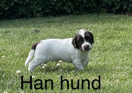 Springer Spaniel