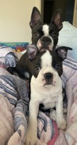 Boston Terrier