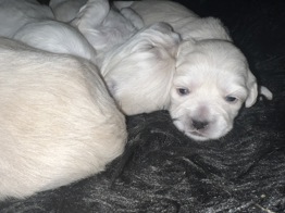 Coton de Tulear - Bomuldshund