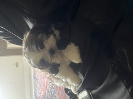 Shih Tzu