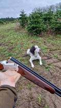 Engelsk Springer Spaniel