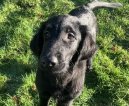 Flatcoated Retriever