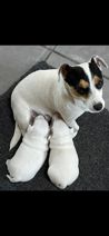 Jack Russell Terrier