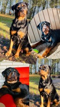 Rottweiler