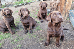 Labrador Retriever